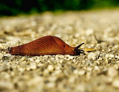 Miniatura: Zrób to na przełomie marca i kwietnia....