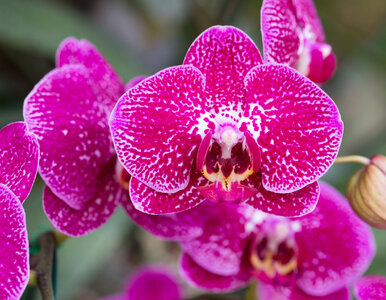 Miniatura: Ten prosty trik sprawia, że storczyki...