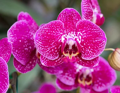 Miniatura: Ten prosty trik sprawia, że storczyki...