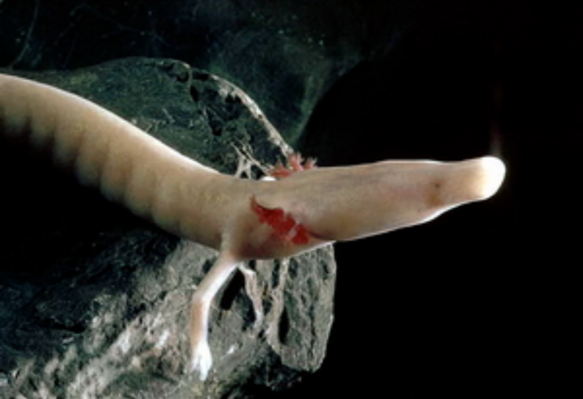Miniatura: Odmieniec jaskiniowy, zwany „ludzką rybą”