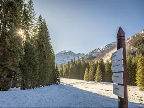 Miniatura: Chwile grozy w Tatrach. Niedźwiedź...