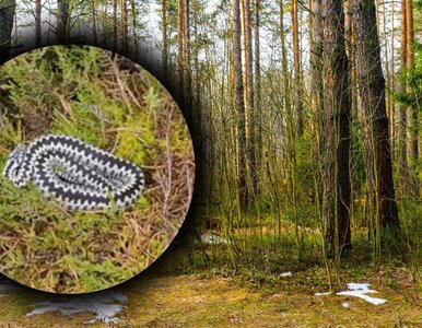 Miniatura: Wiosenne spacery po lesie mogą być...
