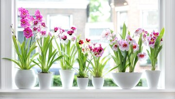 Storczyki Phalaenopsis