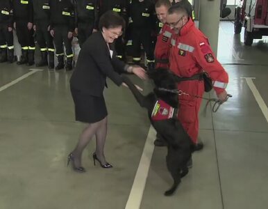 Miniatura: Strażacki pies rzucił się na premier...