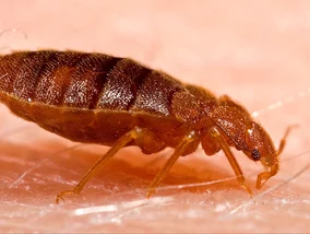 Miniatura: Nieproszony gość. Jak nieświadomie...