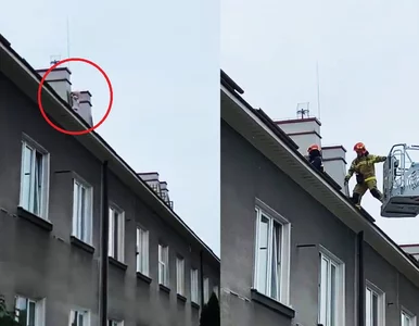 Miniatura: Czterolatka spacerowała po dachu. O włos...
