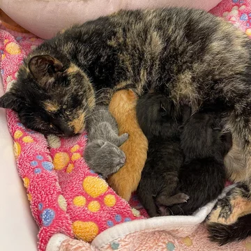 Koty w ośrodku Nashville Cat Rescue 