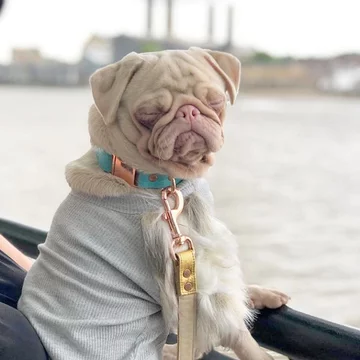 Mops Milkshake 