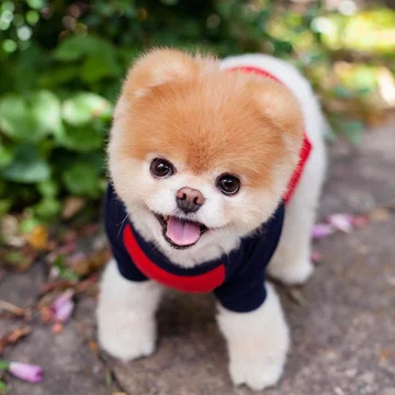 Boo the Pomeranian 