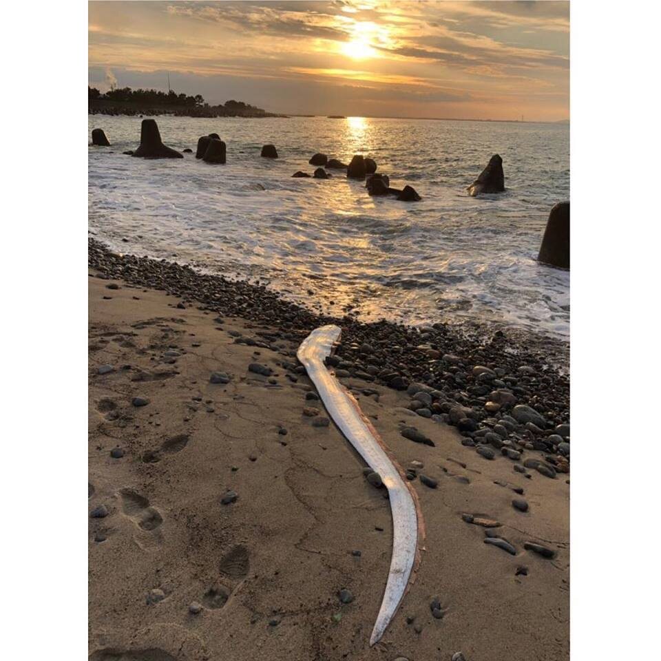 Ryba wyrzucona na plażę w prefekturze Toyama 