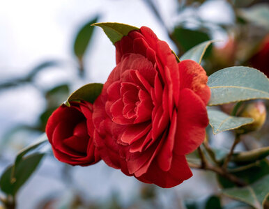 Miniatura: Ten  niesamowity krzew kwitnie zimą. Jak o...