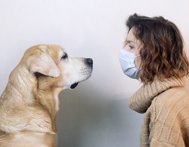 Miniatura: Psy lepsze niż medyczne testy? Tak wynika...