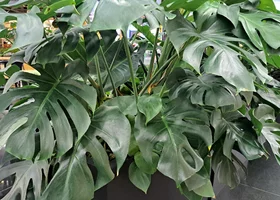 Miniatura: Wsyp to do doniczki, a monstera eksploduje...