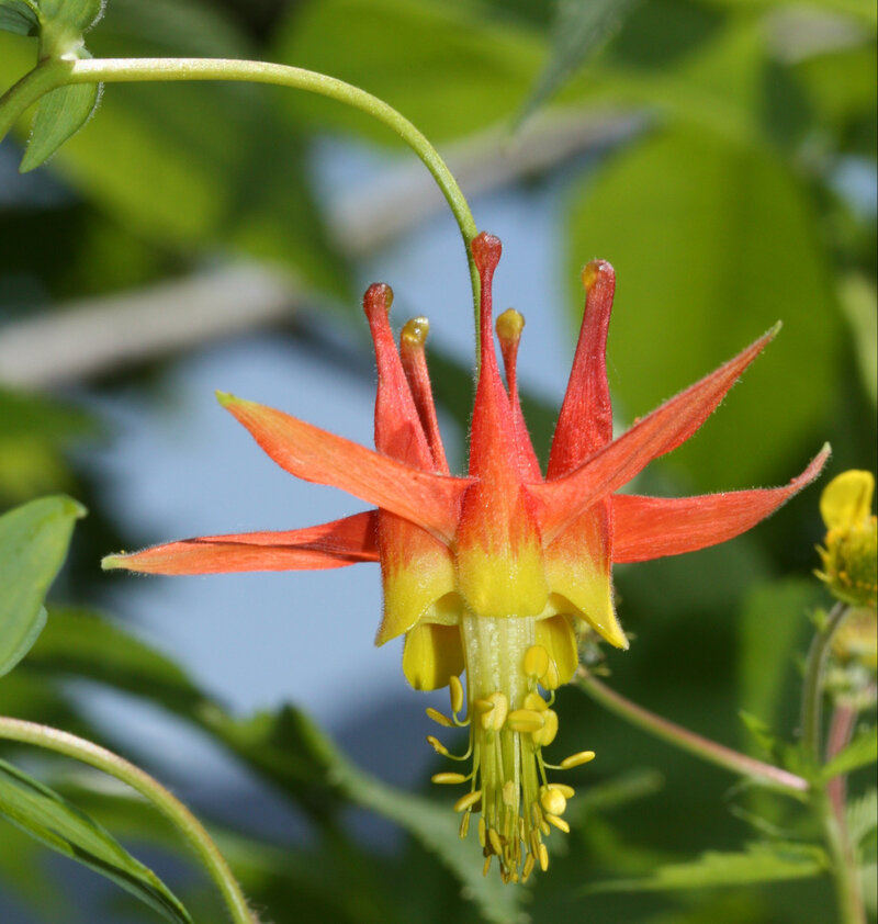 Orlik wspaniały, Aquilegia formosa