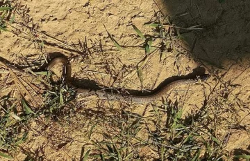 Funkcjonariusze schwytali węża 