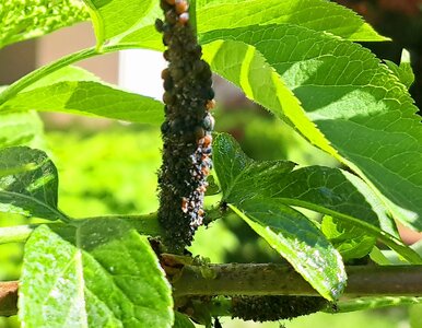 Miniatura: To najważniejszy oprysk przed sezonem....