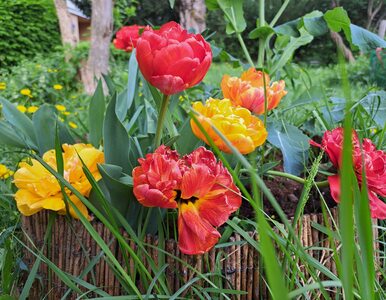 Miniatura: Posadziłam te tulipany w ogródku. Nikt nie...
