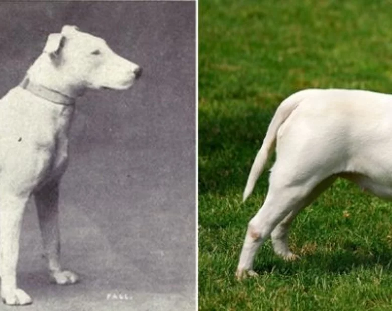 Miniatura: Trudno uwierzyć, że to te same rasy. Te...