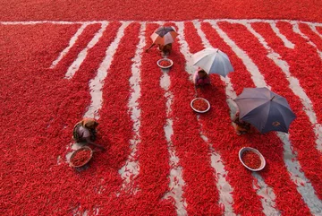 "Red Chili Pepper Pickers" - finałowe zdjęcie Smithsonian Photo 2017 