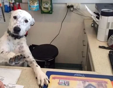 Miniatura: Zdjęcia psów, które po prostu muszą was...