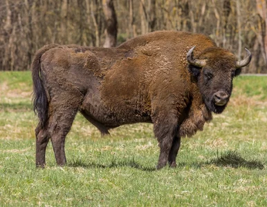 Miniatura: Jakie zwierzęta występują w Polsce?...