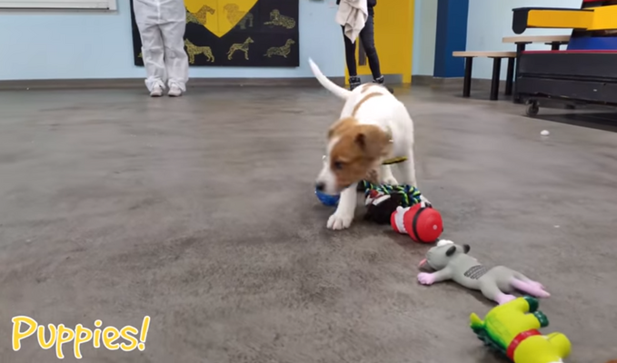 Miniatura: Psy wybierające zabawki