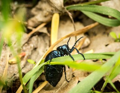 Miniatura: Owady ze śmiertelną trucizną grasują po...