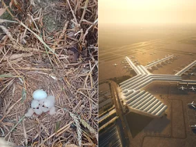 Miniatura: 30 młodych przyszło na świat. Co mają...