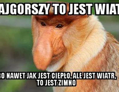 Miniatura: Długi weekend oczami internautów. Te memy...