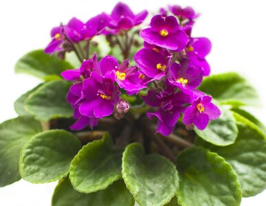 Miniatura: Przygotuj fiołkom herbatkę, a nowym...