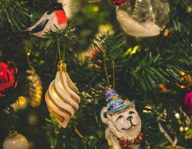 Miniatura: Kiedy ubierać choinkę? Większość Polaków...