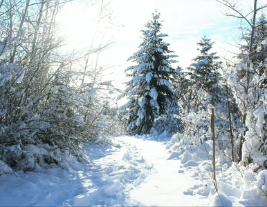 Miniatura: Taka będzie zima 2025/2026. Na święta...