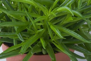 Peperomia