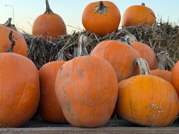 Dynia hokkaido, piżmowa i&nbsp;zwyczajna r&oacute;żnią się smakiem, zastosowaniem i&nbsp;ceną. Sprawdź, kt&oacute;rą wybrać do&nbsp;jesiennych potraw i&nbsp;dekoracji