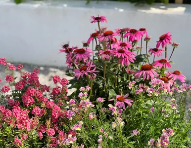 Miniatura: Pelargonie, petunie, jeżówki… Te rośliny...