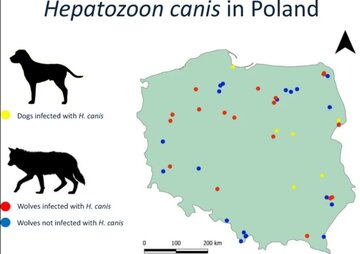 Wskaźnik zakażeń pierwotniakiem u&nbsp;ps&oacute;w i&nbsp;wilk&oacute;w