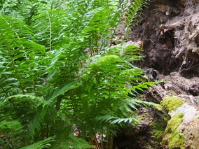 Miniatura: Sposób na&nbsp;ślimaki –&nbsp;spryskaj...