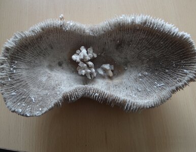 Miniatura: Kupił koralowce na Ukrainie na prezent....