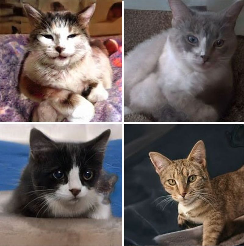 Zdjęcia kotów wygenerowane przez sztuczną inteligencję Nvidii 