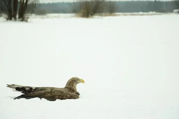 Akcja leśników z Nadleśnictwa Tomaszów 