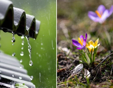 Miniatura: Taka pogoda będzie w majówkę. Modele ECMWF...