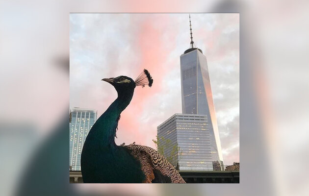 Miniatura: Tak wygląda życie niezwykłego ptaka