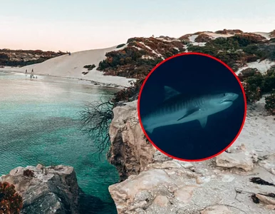 Miniatura: Dramatyczny atak rekina. Kobieta w ciężkim...