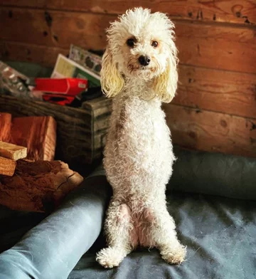 Piesek o imieniu Cora 