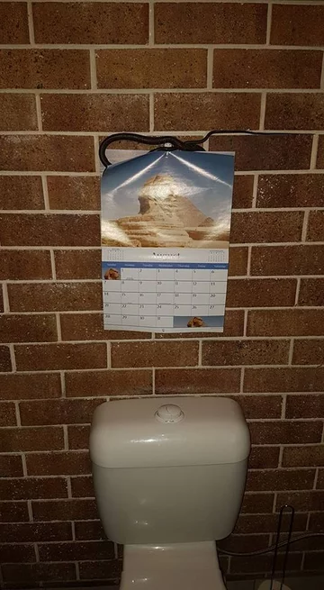 Wąż złapany przez pracowników firmy Brisbane Snake Catchers 