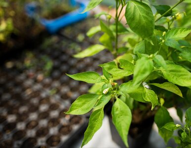 Miniatura: Nie patrz na kalendarz przy pikowaniu...