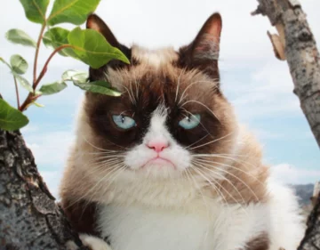 Grumpy Cat 