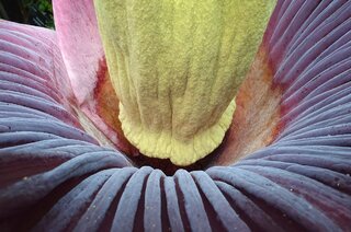 Dziwidło olbrzymie / Amorphophallus titanum