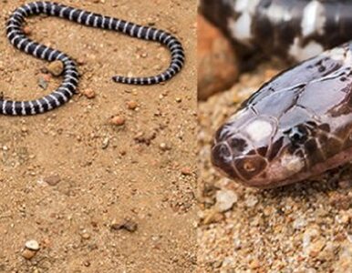 Miniatura: Odkryto nowy gatunek jadowitego węża....