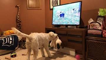 Lubi oglądać szczeniaki w TV. Pokazuje im swojego pluszowego psiaka 